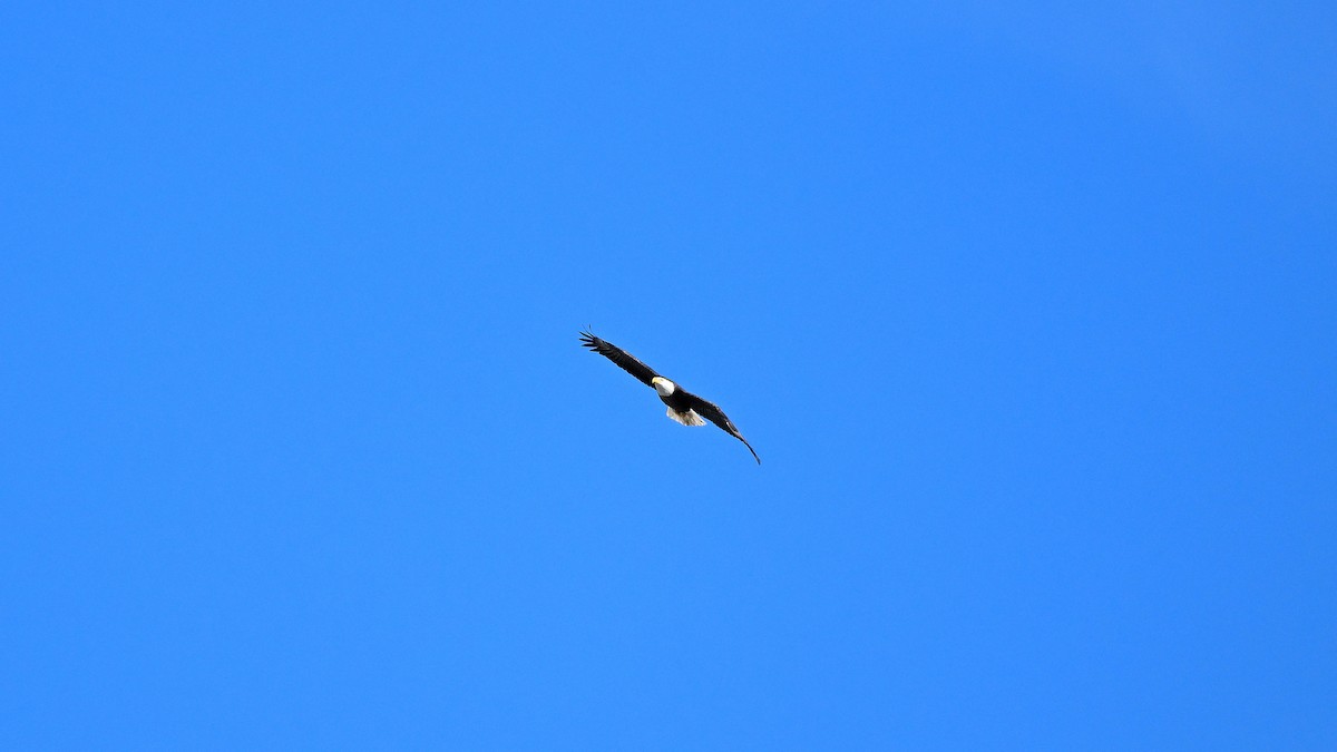 orel bělohlavý - ML646903483