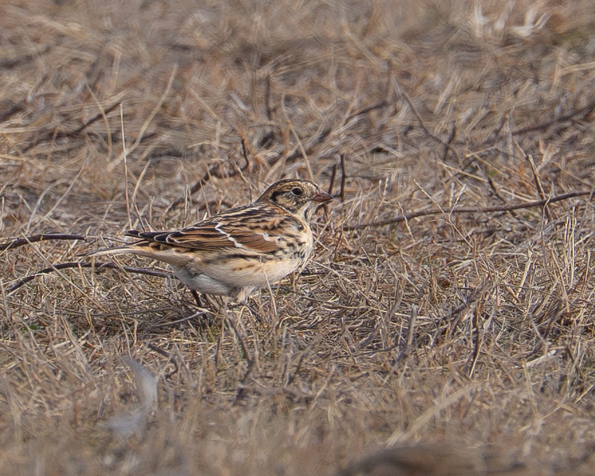 ostružka severní - ML646903490