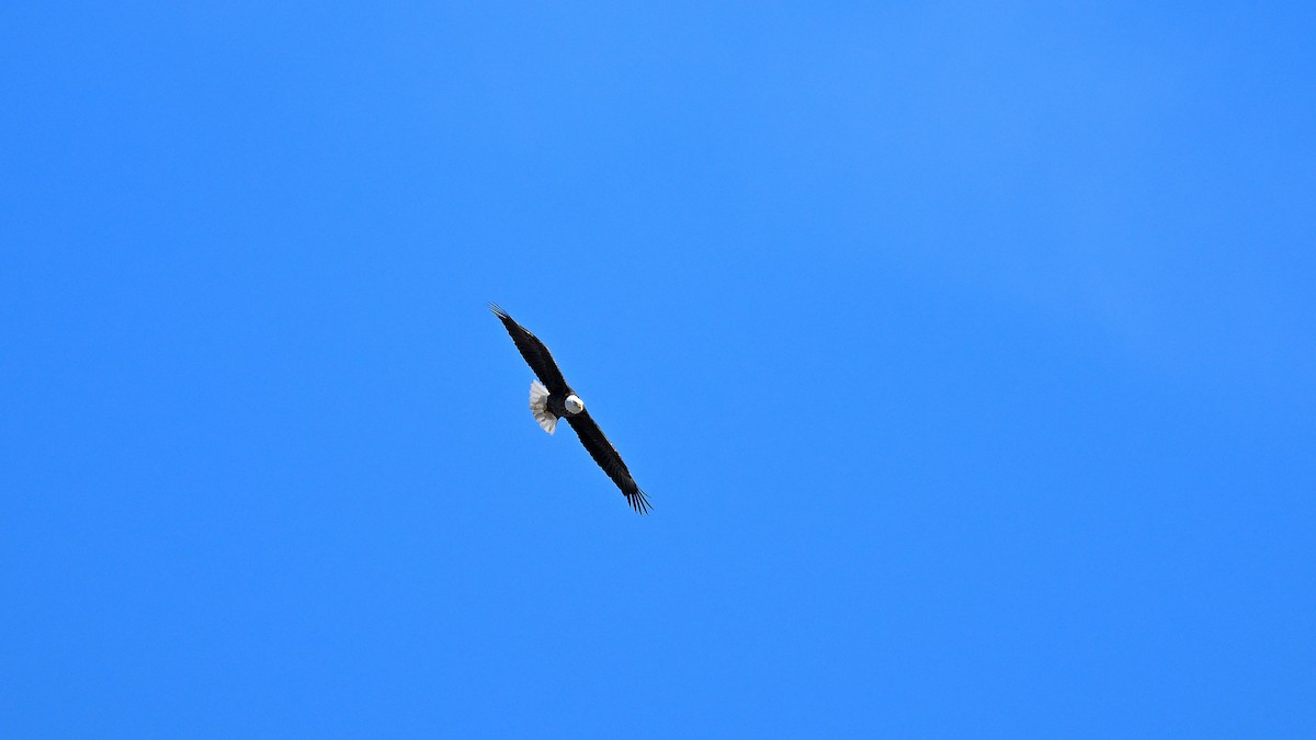 orel bělohlavý - ML646903491