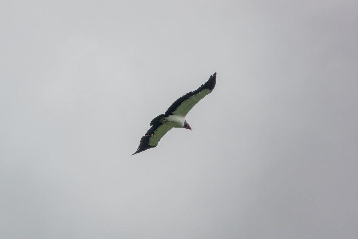 kondor královský - ML646903492