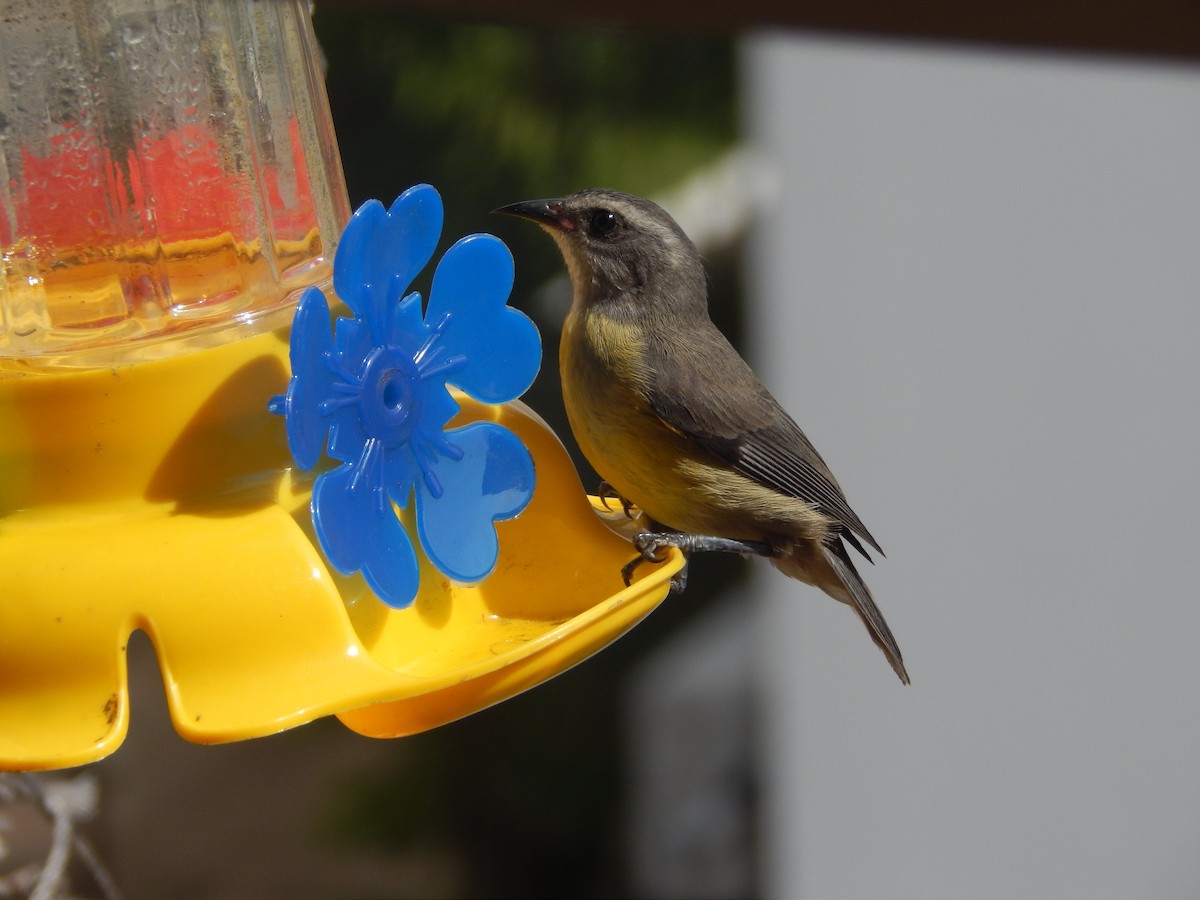 Bananaquit - ML646903493