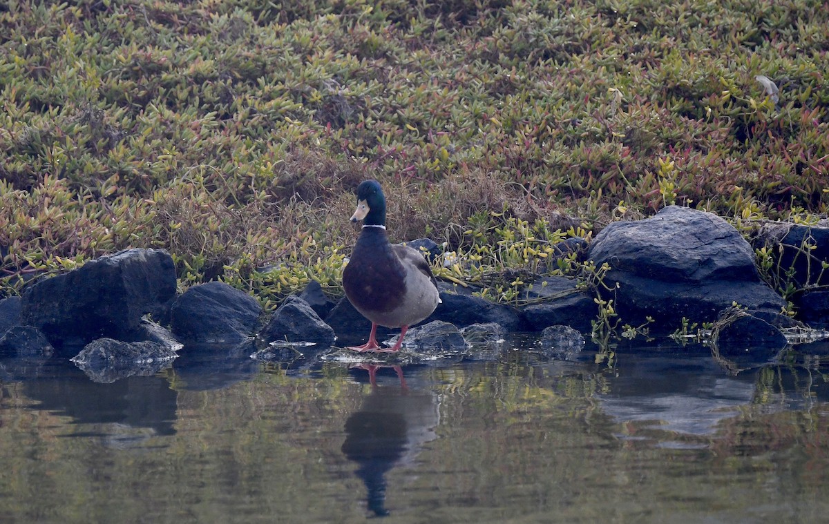Ánade Azulón - ML646903494