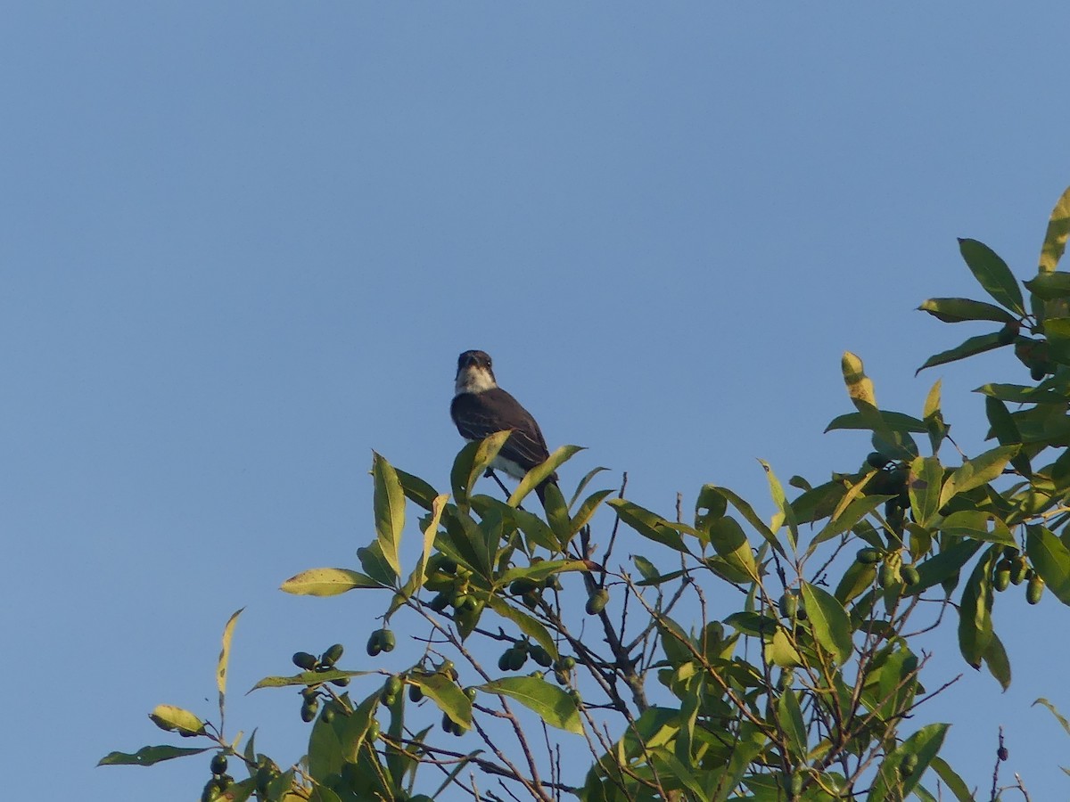 tyran obecný - ML646903495