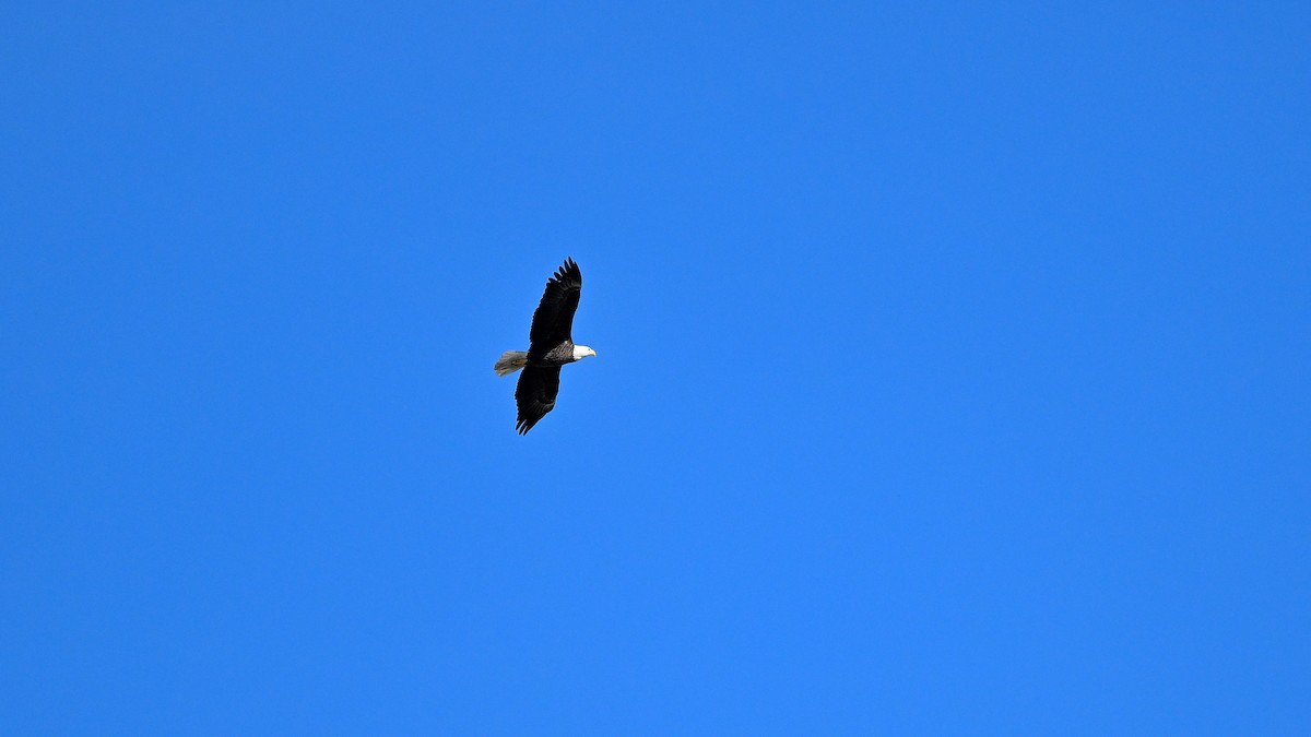 orel bělohlavý - ML646903496