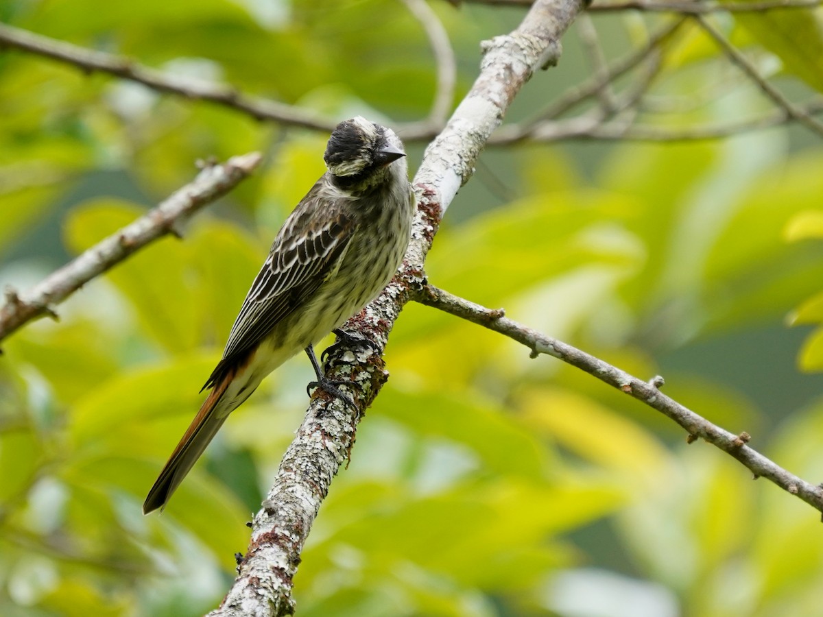 Variegated Flycatcher - ML646903497