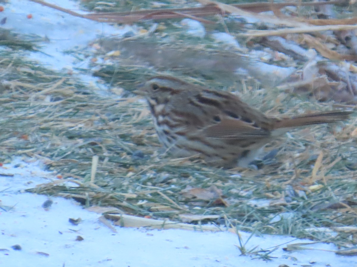 strnadec zpěvný - ML646903498