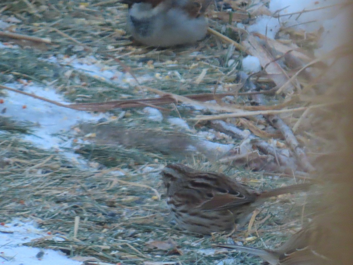 strnadec zpěvný - ML646903499