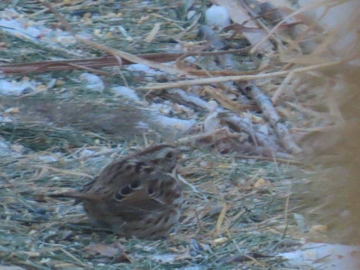 strnadec zpěvný - ML646903500