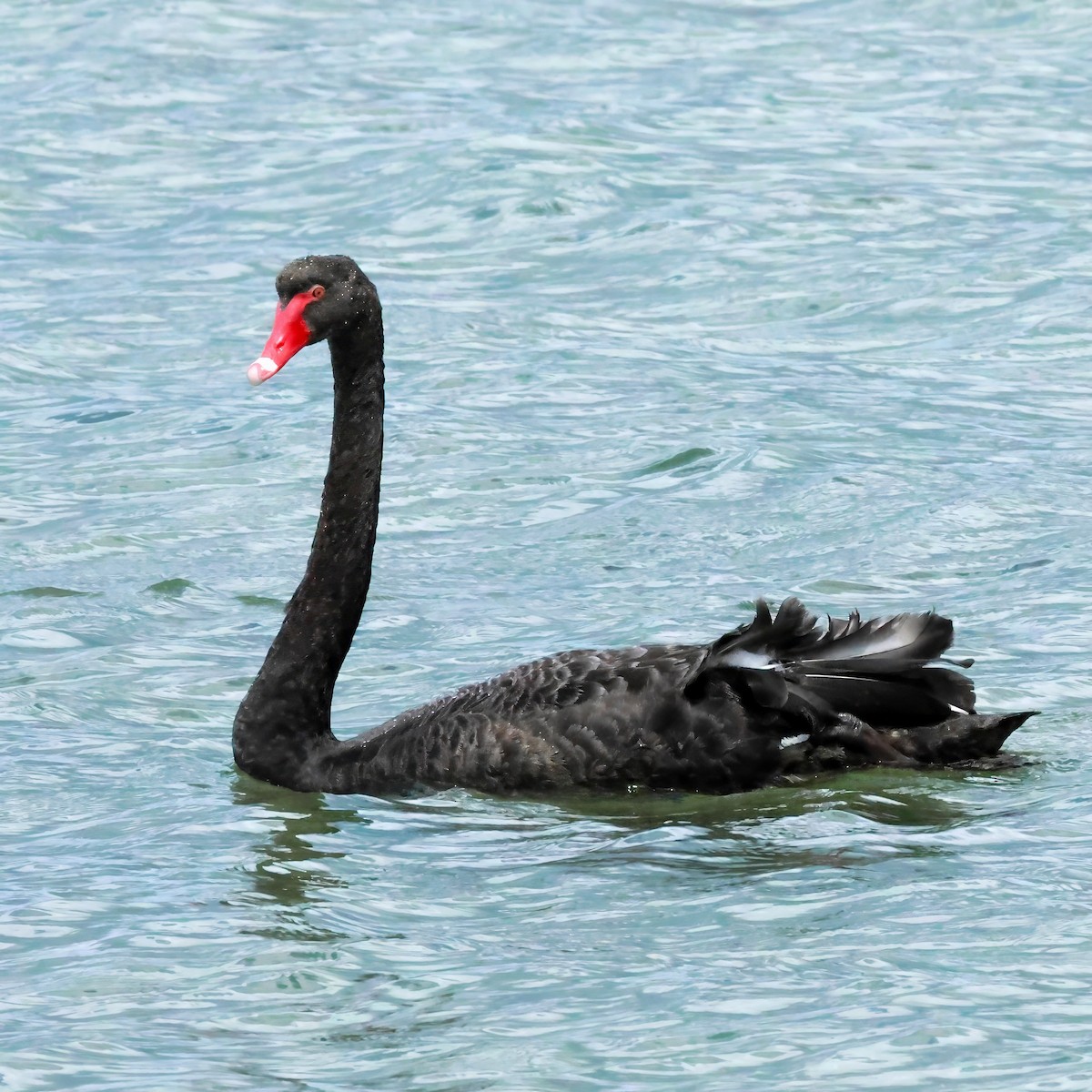 labuť černá - ML646903502