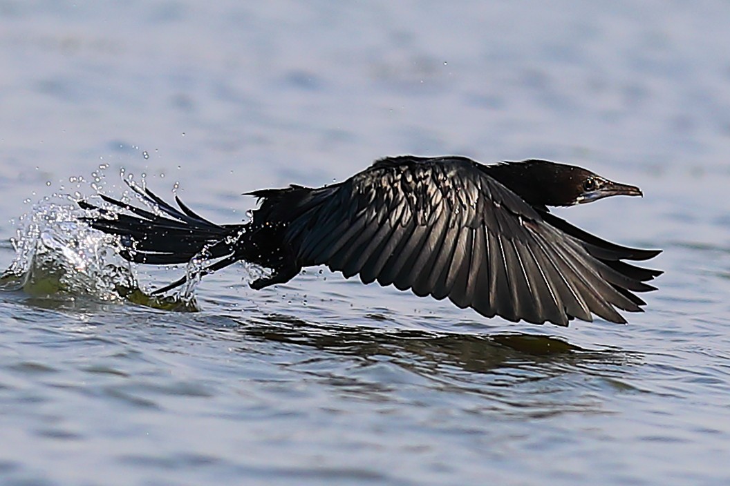 kormorán menší - ML646903503