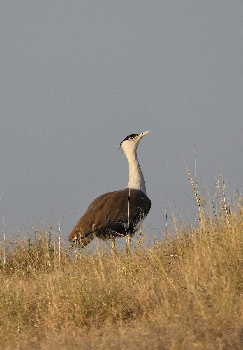 Great Indian Bustard - ML646903504