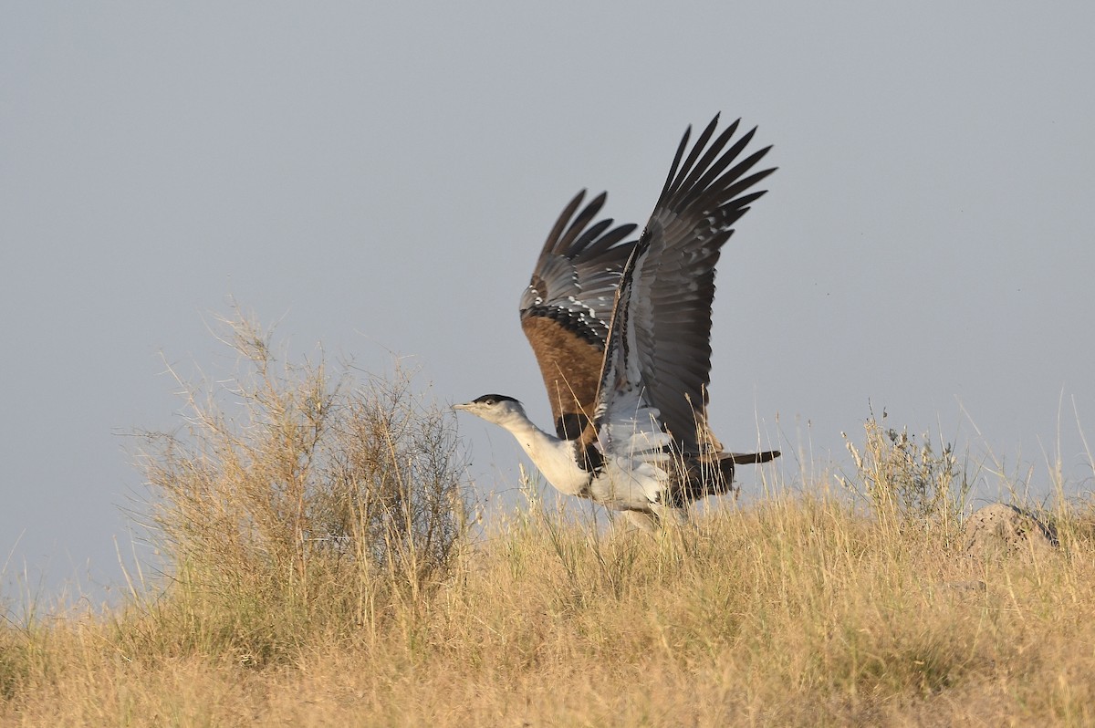 Great Indian Bustard - ML646903505