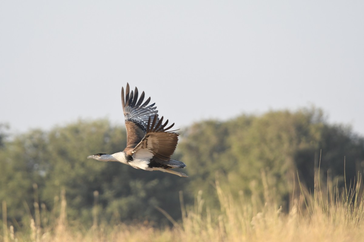 Great Indian Bustard - ML646903506