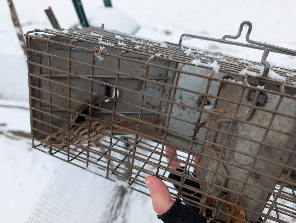 Singammer - ML646903507