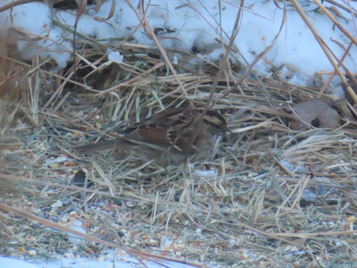 Weißkehlammer - ML646903509