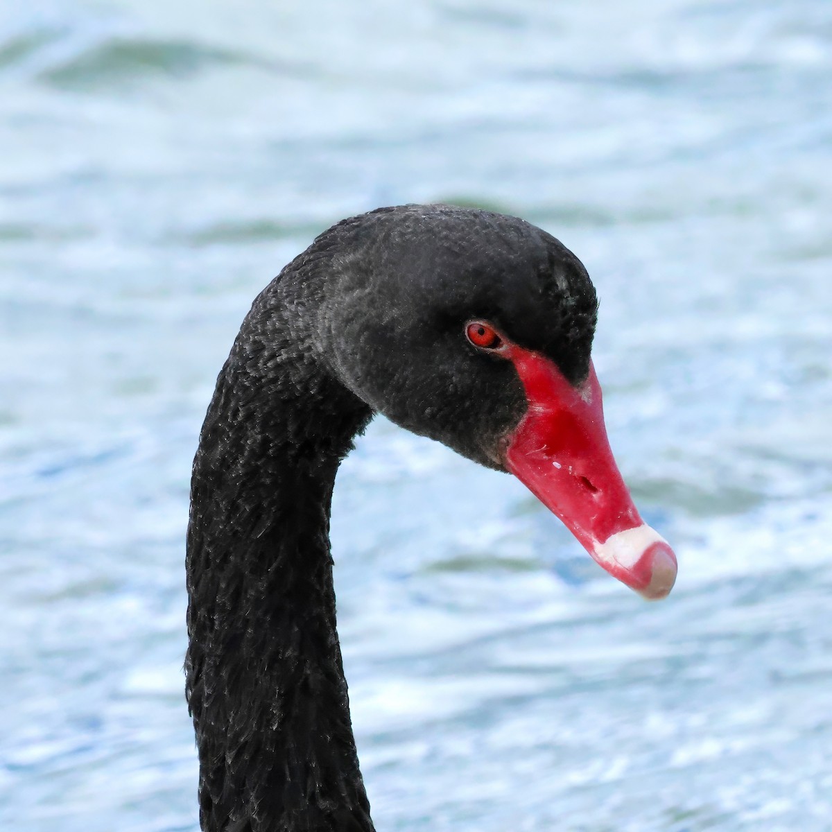 ברבור שחור - ML646903510