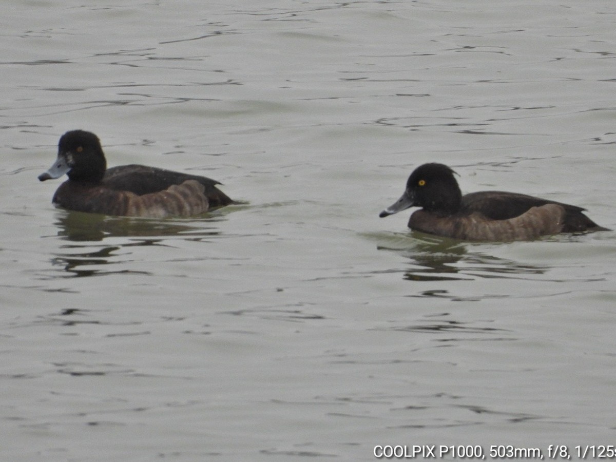 Tufted Duck - ML646903522