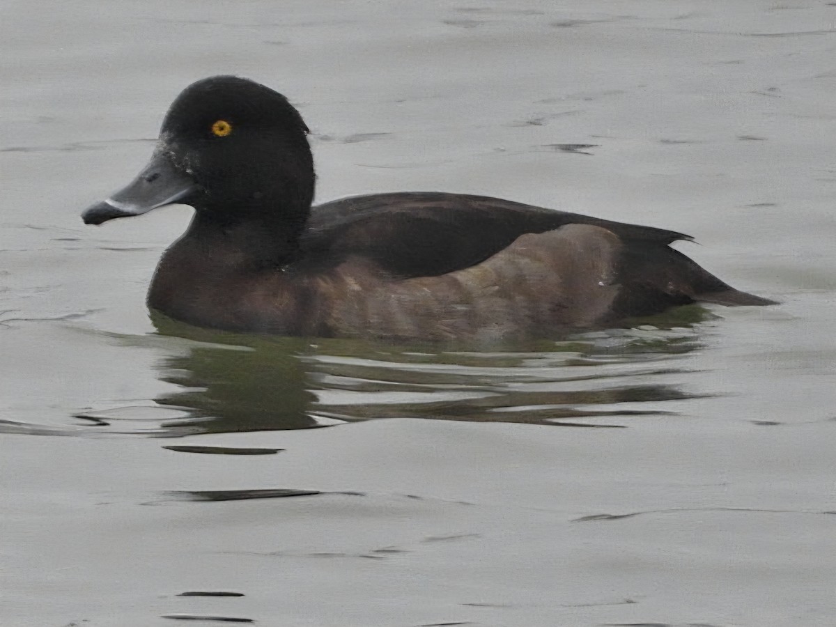 Tufted Duck - ML646903523
