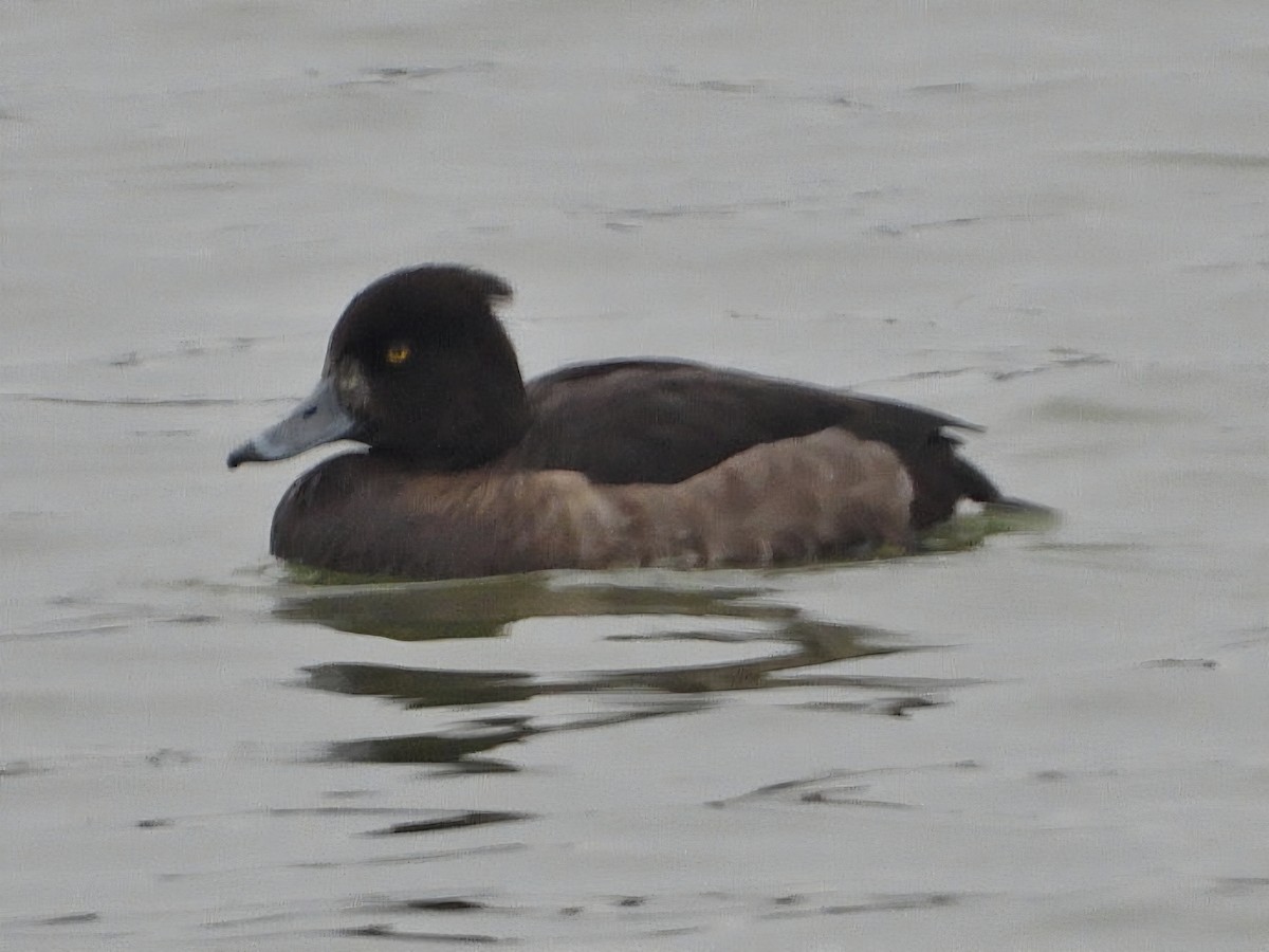 Tufted Duck - ML646903524