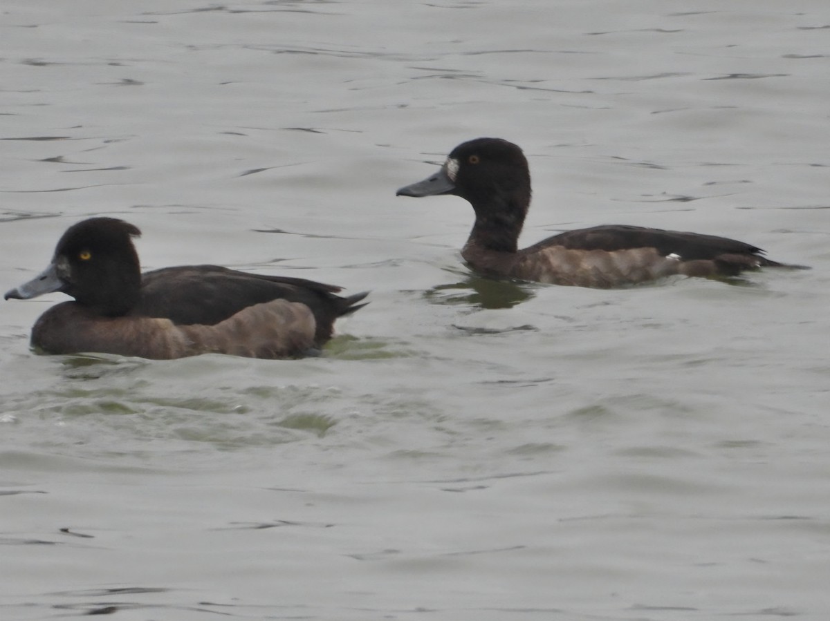 Tufted Duck - ML646903526