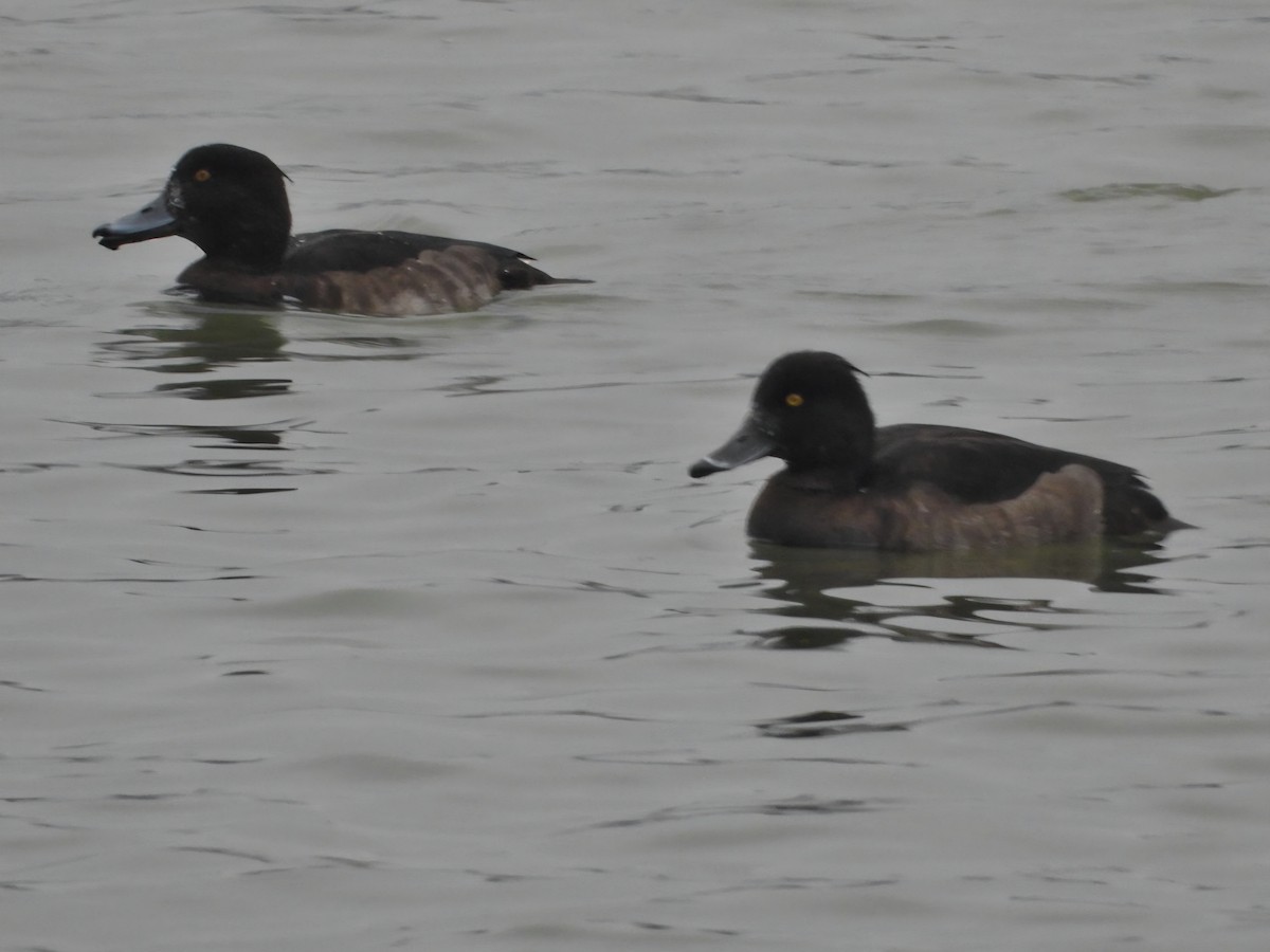 Tufted Duck - ML646903527