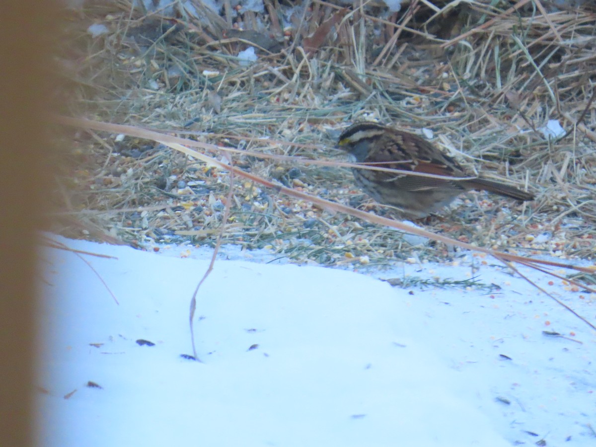 Weißkehlammer - ML646903528