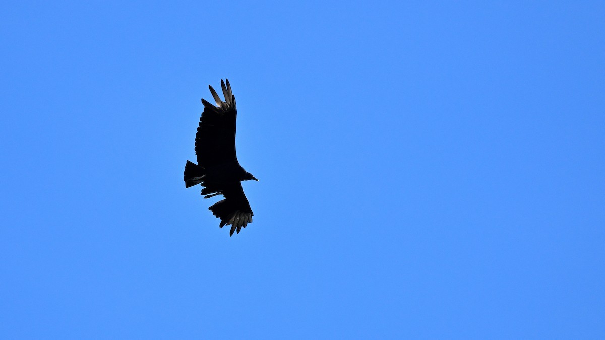 Rabengeier - ML646903530