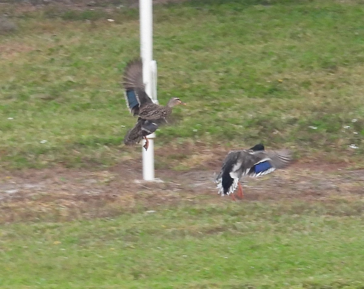 Stockente - ML646903531