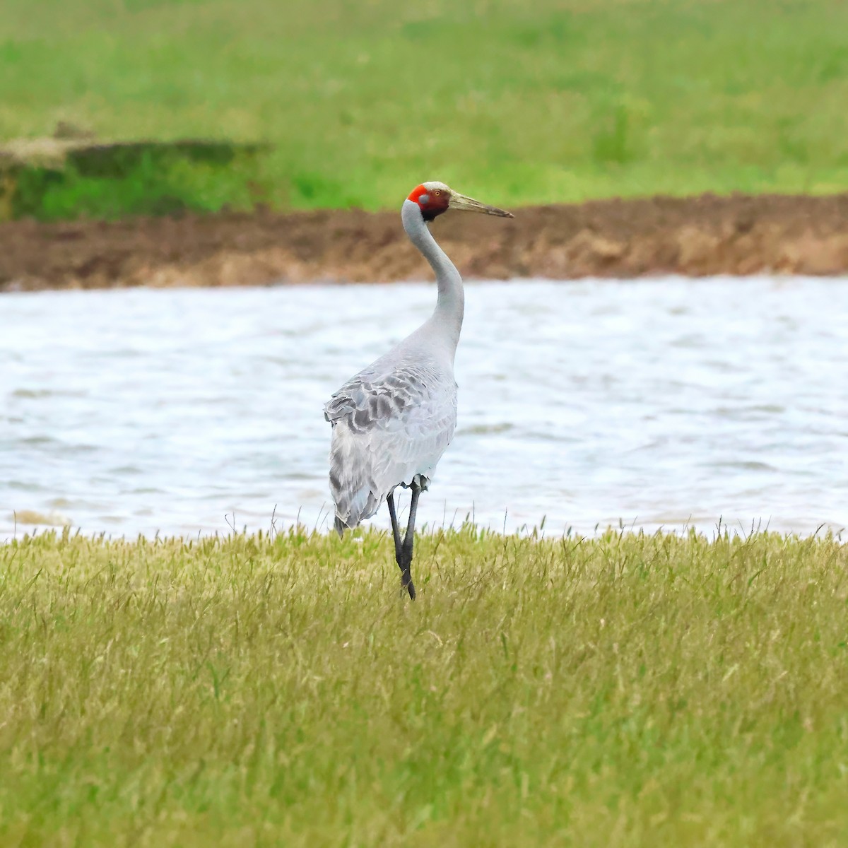 Brolga - ML646903532