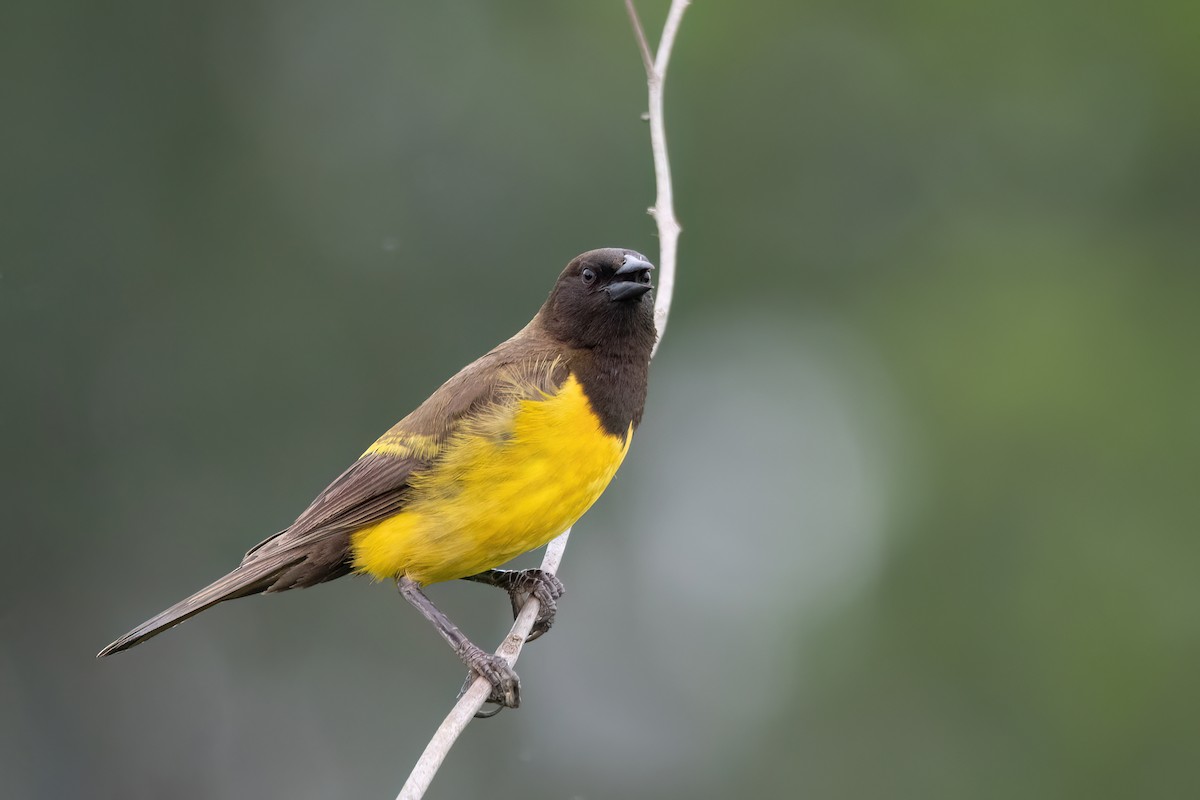 Yellow-rumped Marshbird - ML646903534