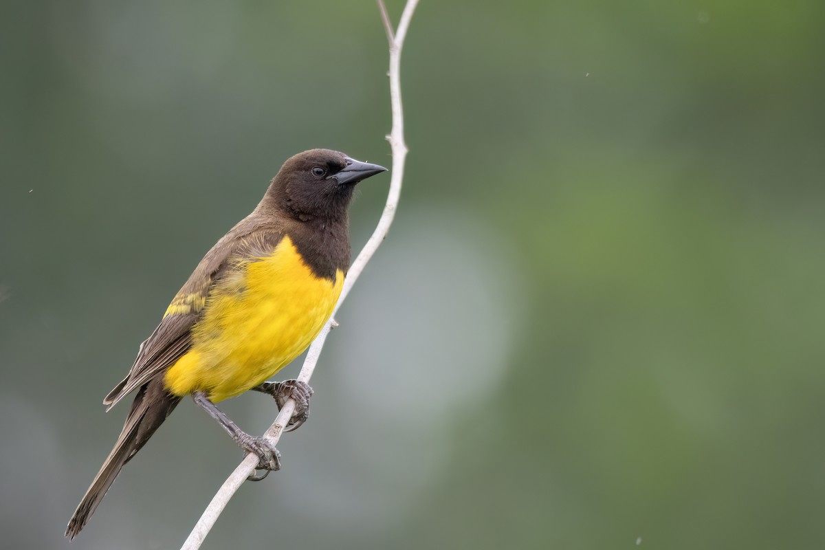 Yellow-rumped Marshbird - ML646903535