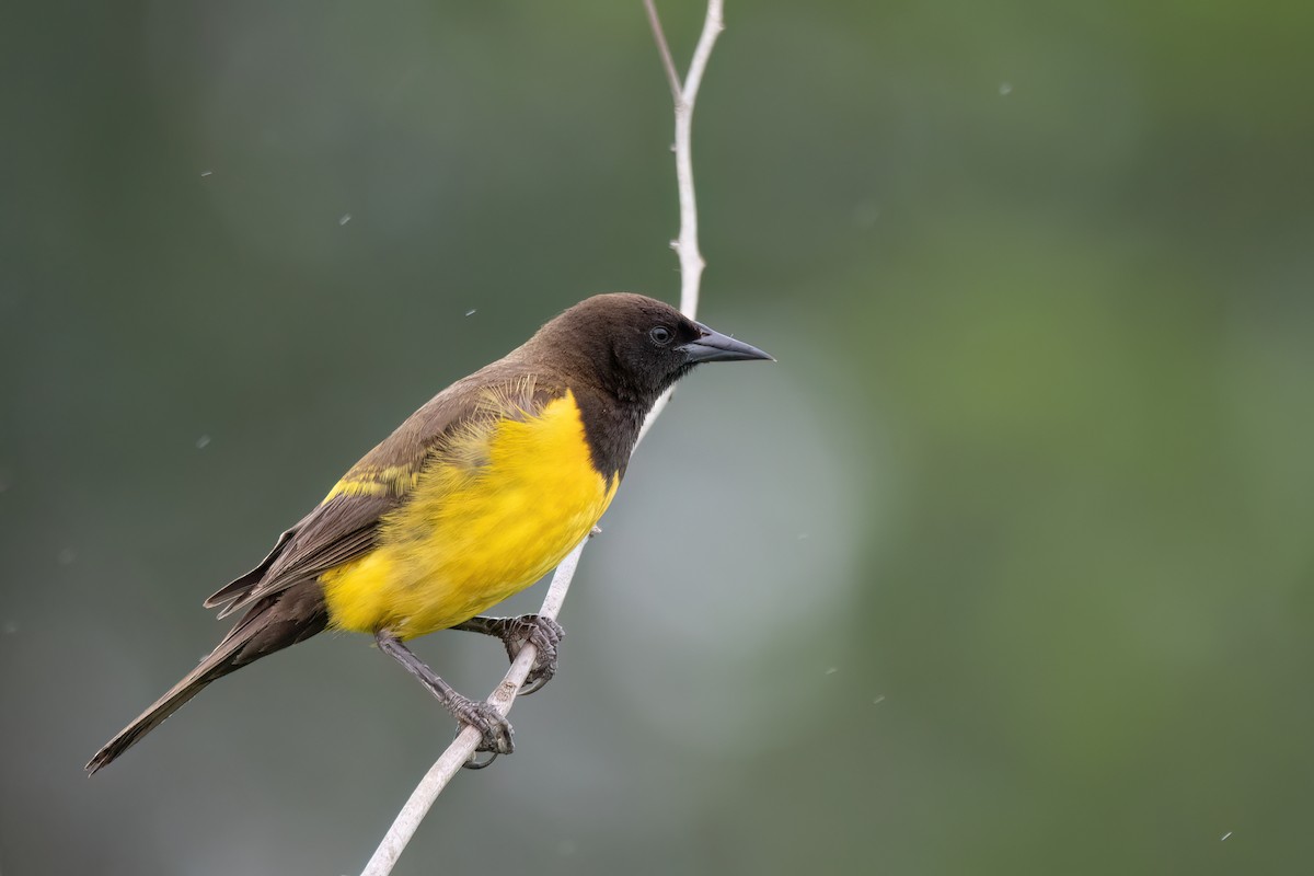 Yellow-rumped Marshbird - ML646903536