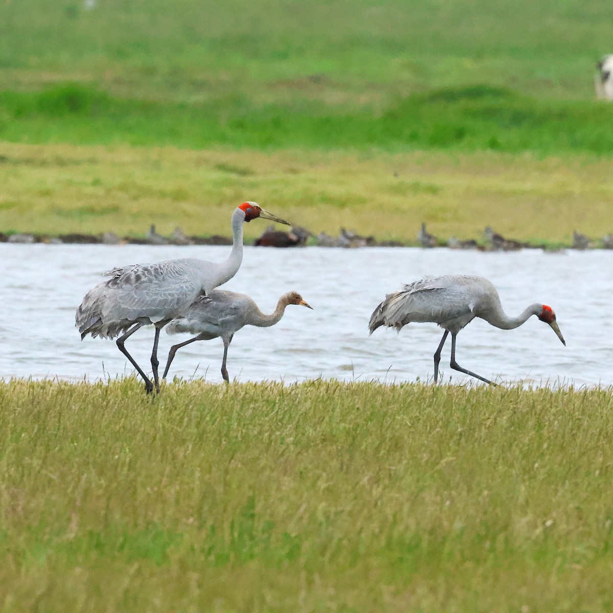 Brolga - ML646903537