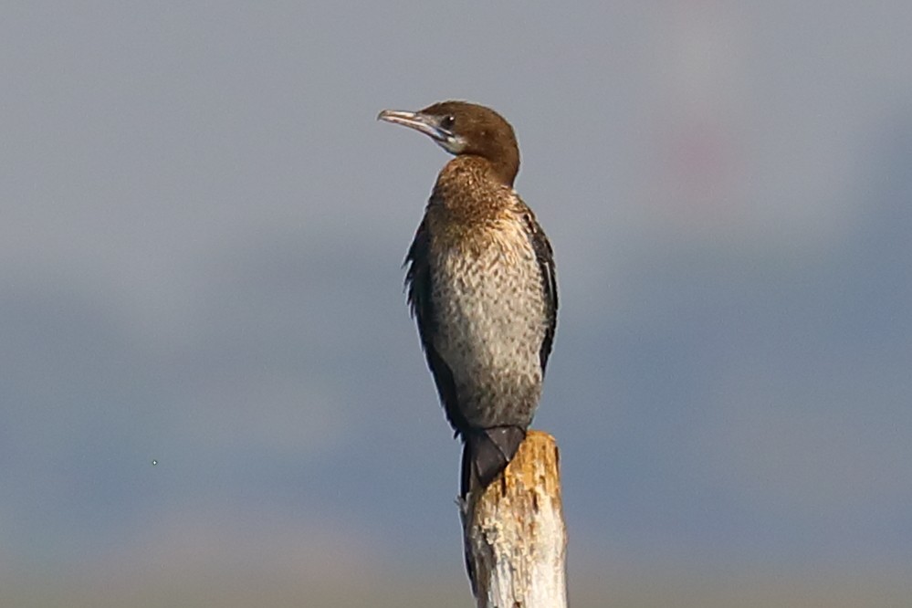 Indian Cormorant - ML646903538