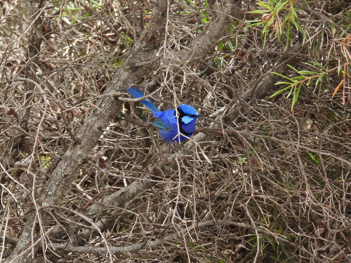 Splendid Fairywren - ML646903551