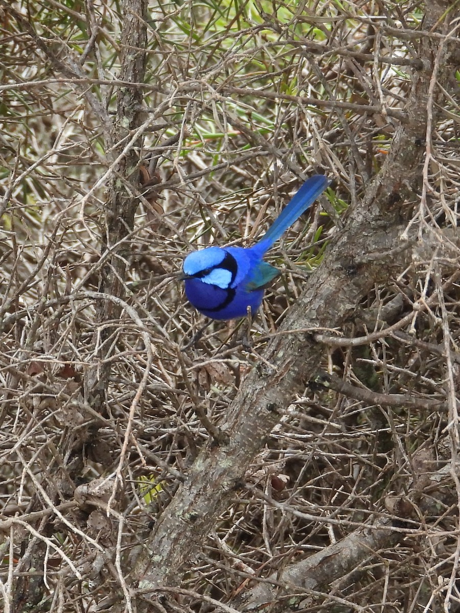 Splendid Fairywren - ML646903553