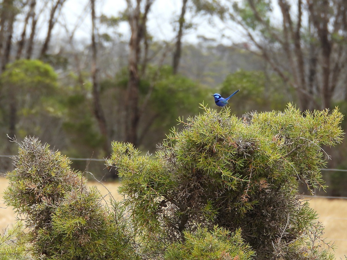 Splendid Fairywren - ML646903554