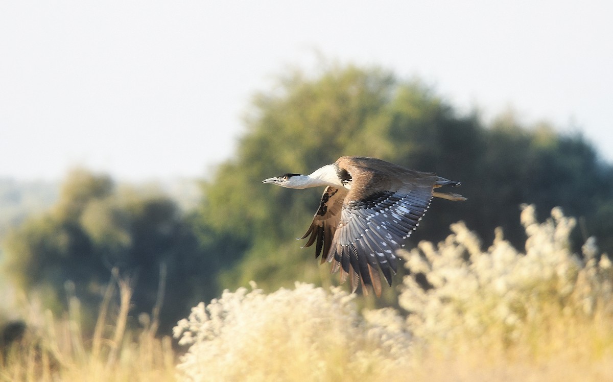 Great Indian Bustard - ML646903556