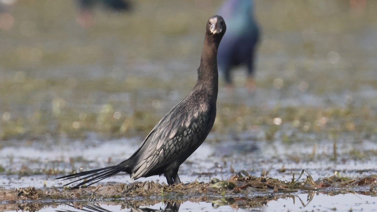 קורמורן בלתי-מזוהה - ML646903560