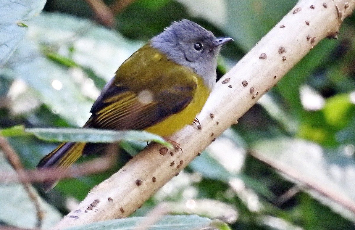 Gray-headed Canary-Flycatcher - ML646903561