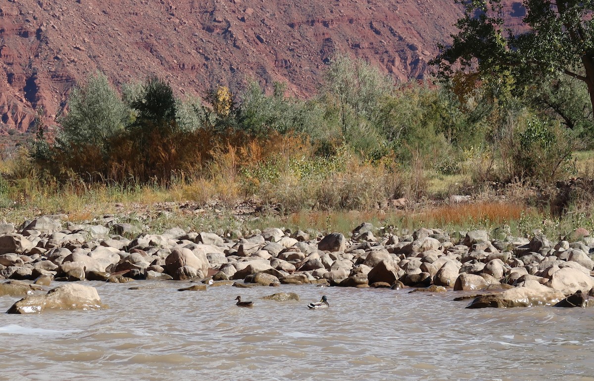 ברכיה - ML646903562