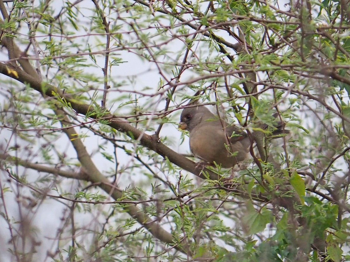 Cardinal pyrrhuloxia - ML646903565