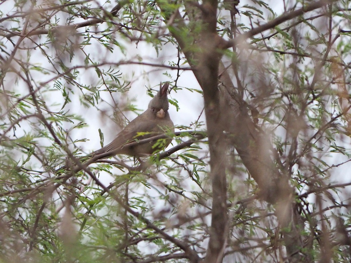 Cardinal pyrrhuloxia - ML646903566