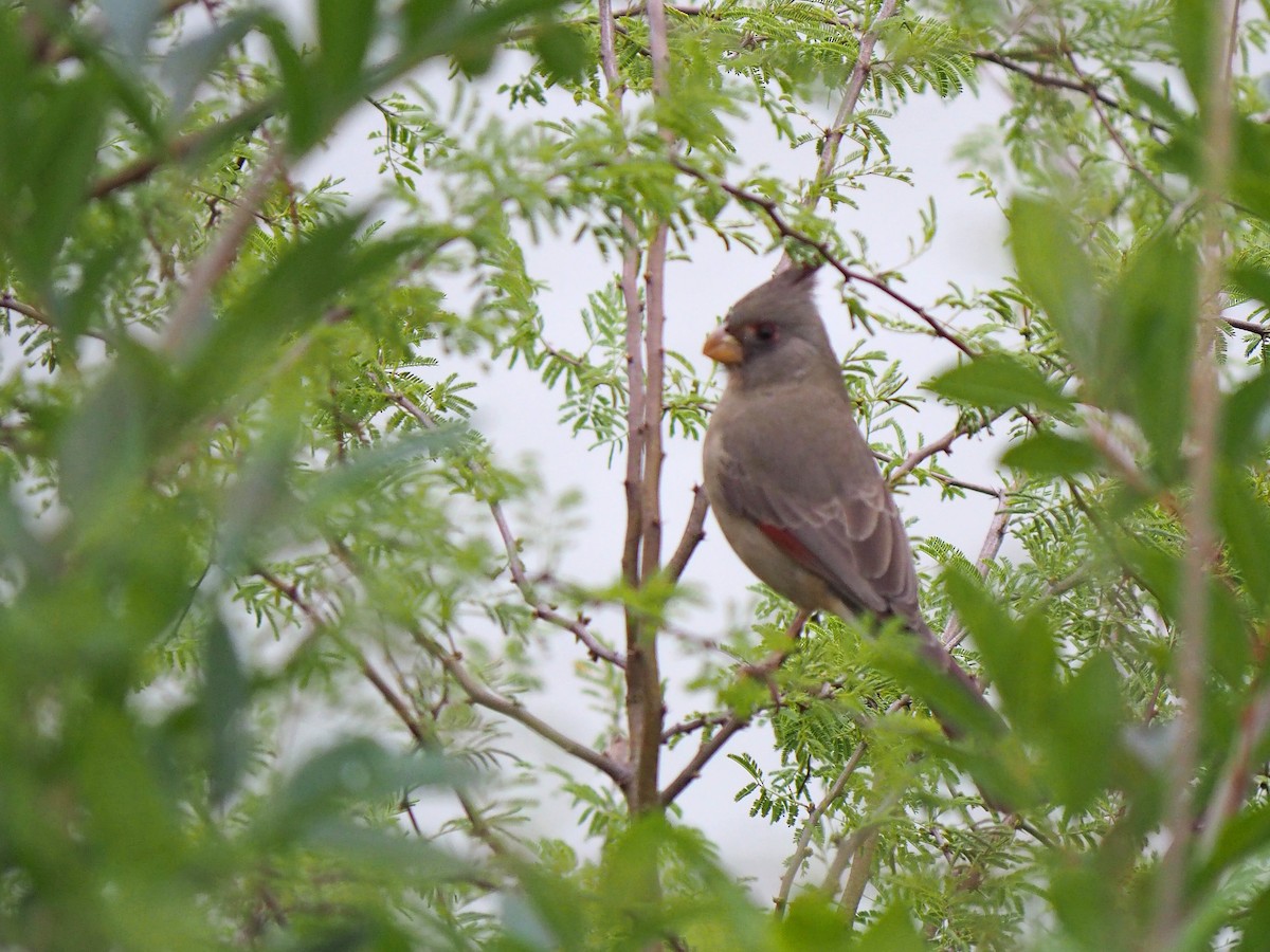 Cardinal pyrrhuloxia - ML646903567