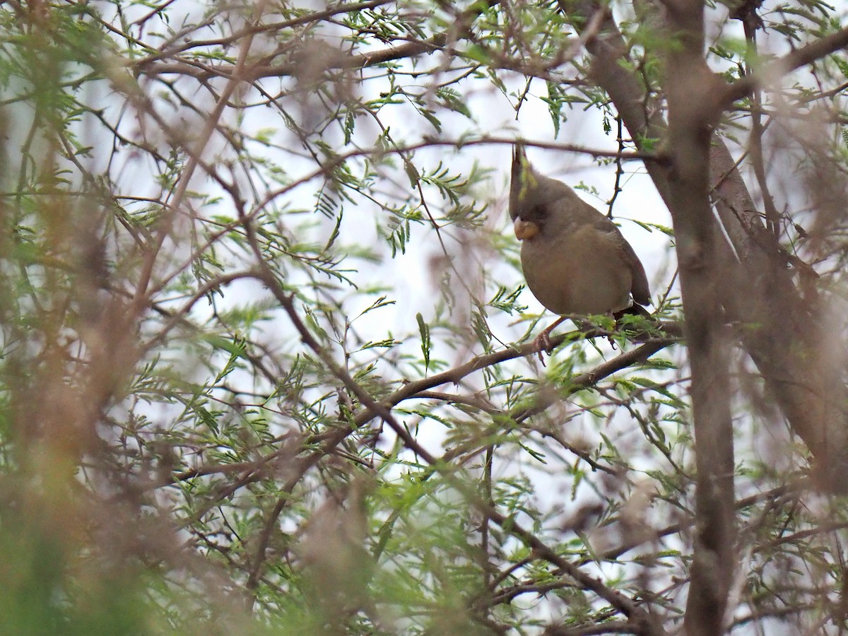 Cardinal pyrrhuloxia - ML646903568
