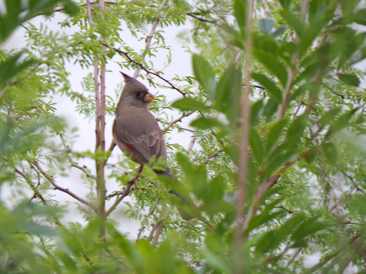 Cardinal pyrrhuloxia - ML646903569