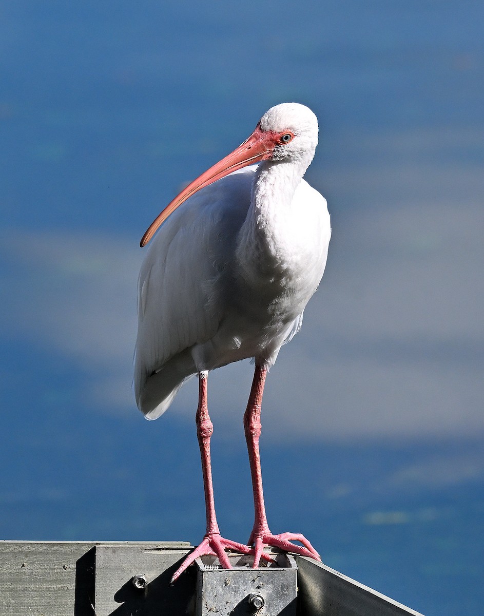 White Ibis - ML646903571