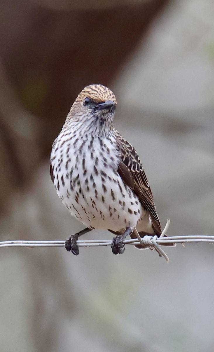 זרזיר סגול - ML646903572