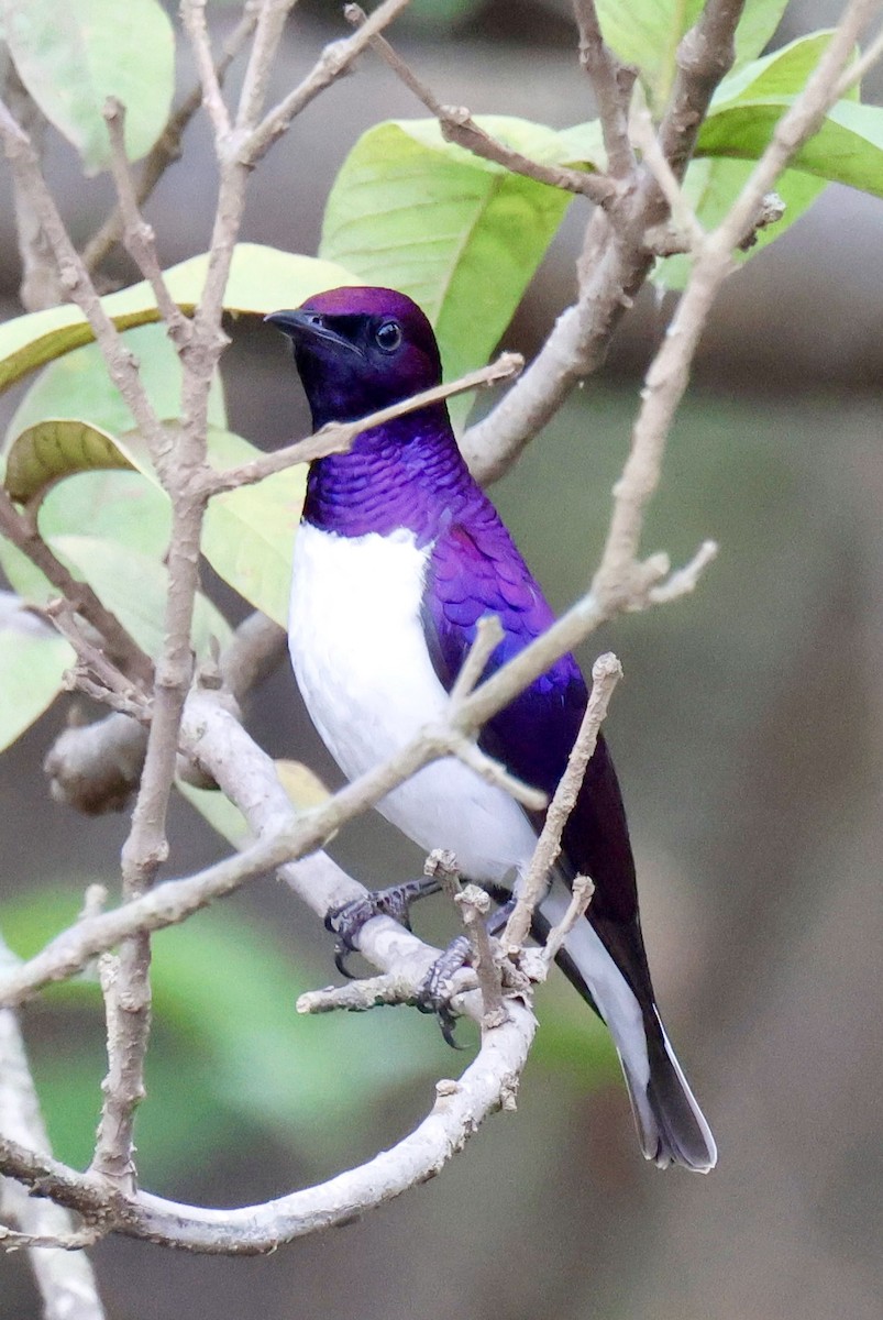 זרזיר סגול - ML646903573