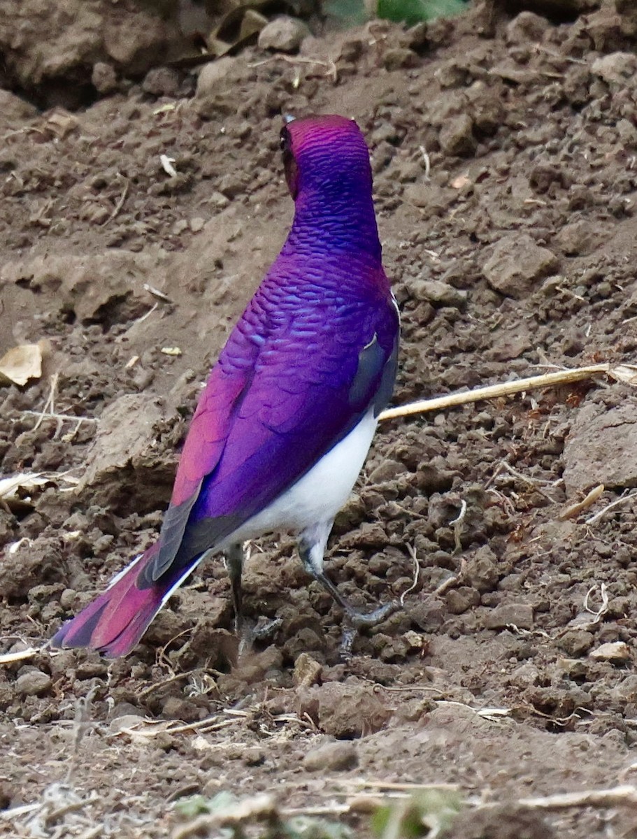 זרזיר סגול - ML646903574